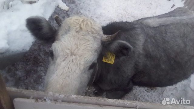 Продам корову стельную купить на Зозу.ру - фотография № 3