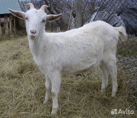 Молодая коза купить на Зозу.ру - фотография № 1