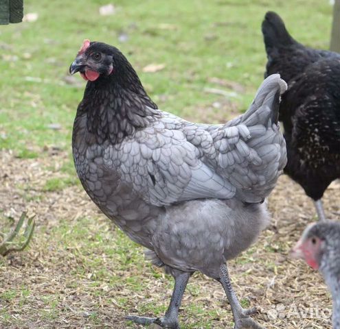 Цыплята Пепельная Голубая порода купить на Зозу.ру - фотография № 4