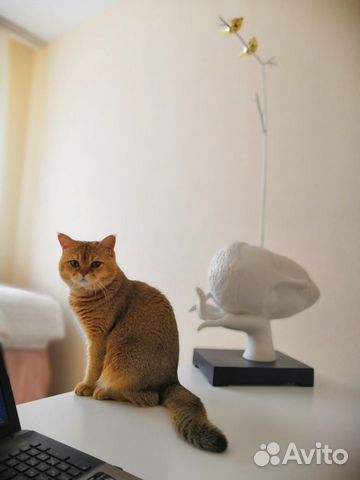 Вязка шотландский кот. Золотая шиншилла купить на Зозу.ру - фотография № 4
