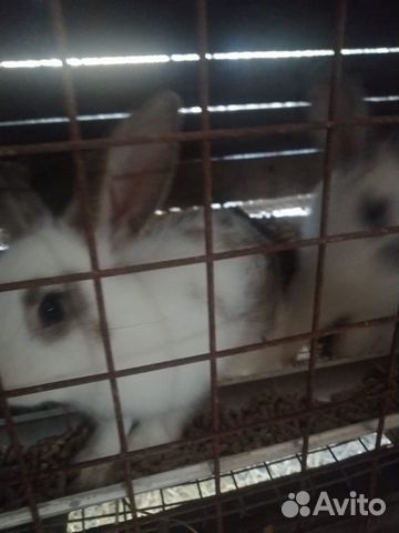 Кролики, индюшки купить на Зозу.ру - фотография № 1