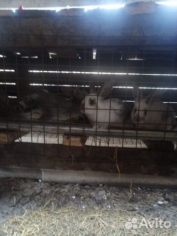Кролики, индюшки купить на Зозу.ру - фотография № 6