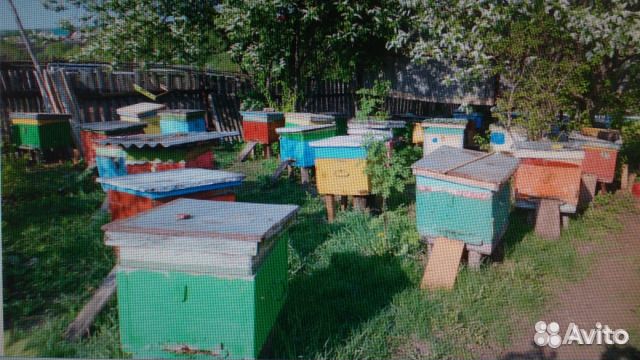 Пчелосемьи купить на Зозу.ру - фотография № 7