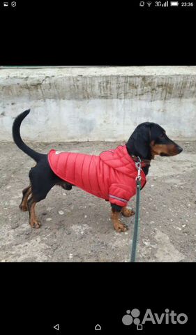 Курточка для собаки купить на Зозу.ру - фотография № 5