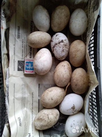 Яйцо гусиное инкубационное Холмогор (не чистый) купить на Зозу.ру - фотография № 1