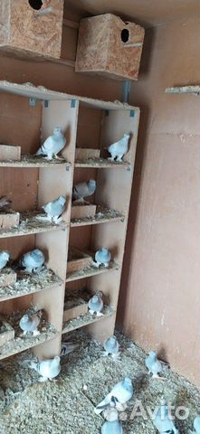 Славянские голуби купить на Зозу.ру - фотография № 2