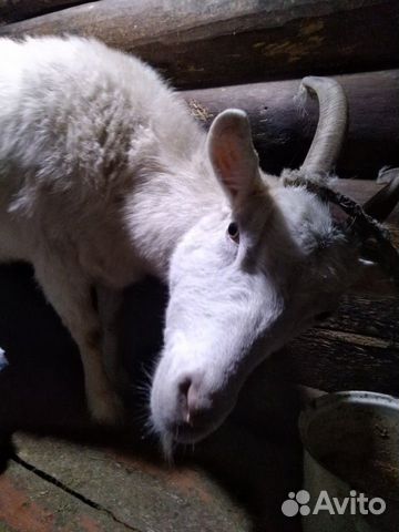 Продаётся молодая дойная коза купить на Зозу.ру - фотография № 2