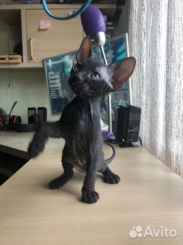 Канадский сфинкс котята купить на Зозу.ру - фотография № 3