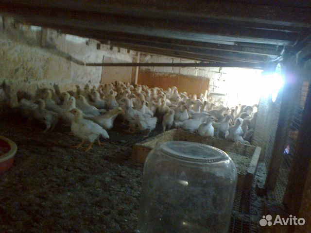Цыплята 59 дней купить на Зозу.ру - фотография № 5