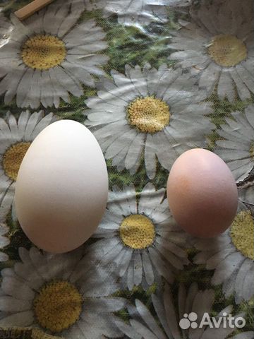 Яйцо гусиное, яйцо индоутки(шипуны) купить на Зозу.ру - фотография № 1