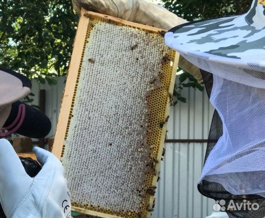 Матки и пчелопакеты от производителя с доставкой купить на Зозу.ру - фотография № 2