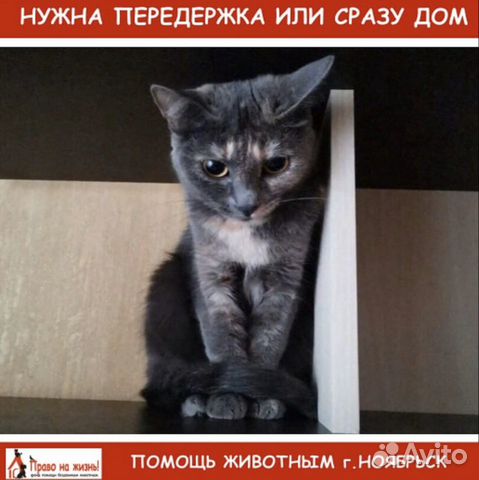 Отдам кошку купить на Зозу.ру - фотография № 1
