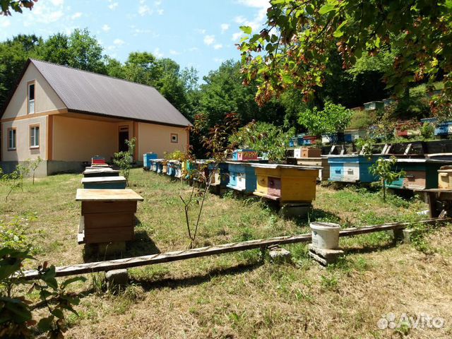 Пчелопакеты Бакфаст купить на Зозу.ру - фотография № 1