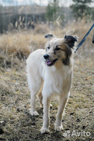 Стерилизованная собачка купить на Зозу.ру - фотография № 9