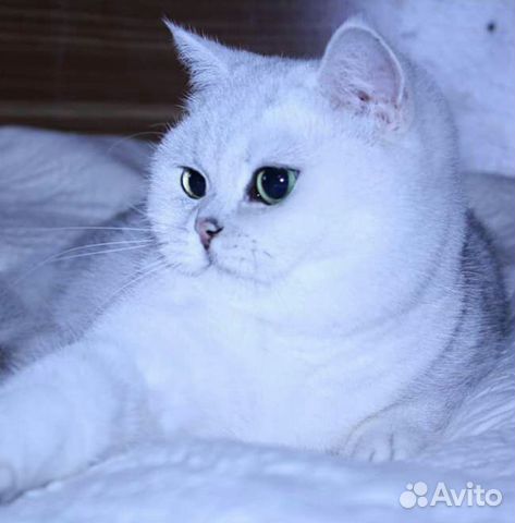 Британский котик купить на Зозу.ру - фотография № 6
