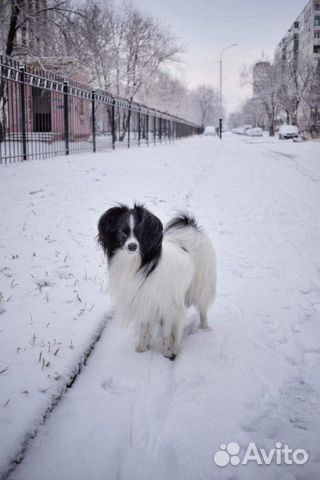 Собаки купить на Зозу.ру - фотография № 4