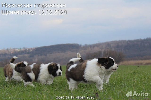 У вас собаки нет У нас есть щенки купить на Зозу.ру - фотография № 4