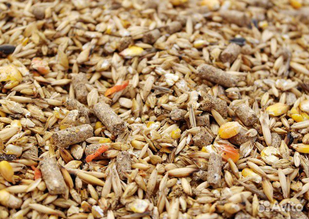 Пшеница,ячмень,отруби купить на Зозу.ру - фотография № 1