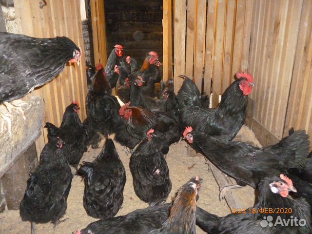 Суточные и подрощенные цыплята купить на Зозу.ру - фотография № 1