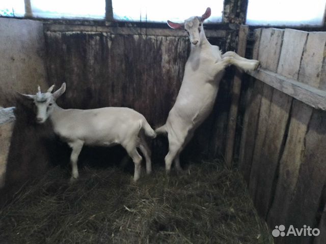 Козочки, козлики, дойные козы купить на Зозу.ру - фотография № 8