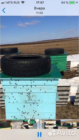 Продам пчелосемьи и пакеты купить на Зозу.ру - фотография № 4