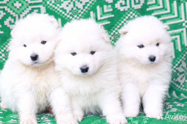 Авито щенки самоед. Samoyed Puppy.