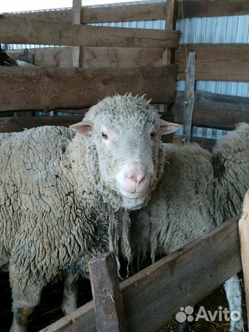 Овцы и баран купить на Зозу.ру - фотография № 1