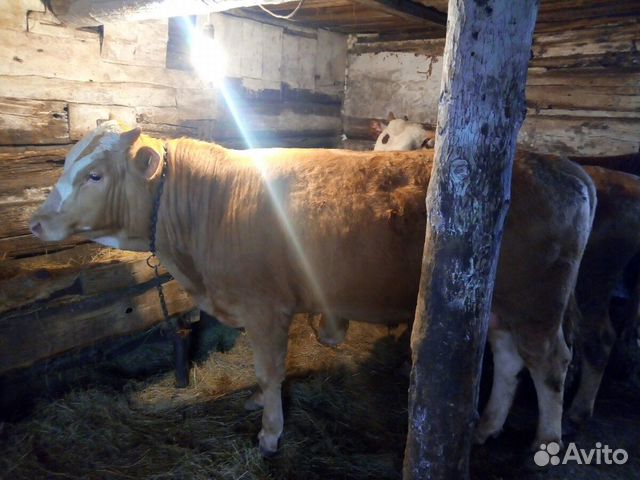 Симентальские быки купить на Зозу.ру - фотография № 3