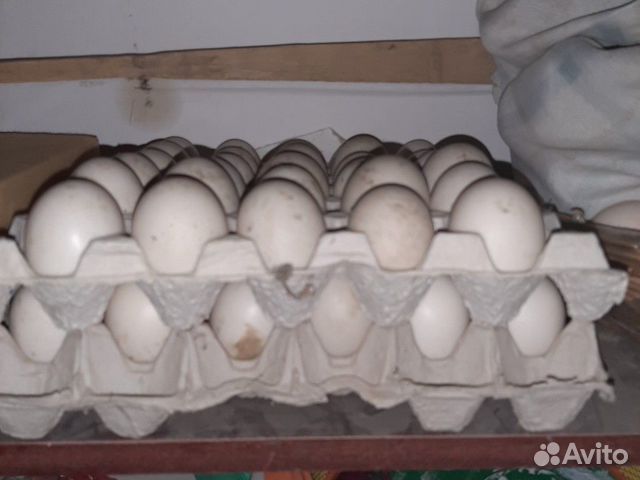 Яйцо индоутки купить на Зозу.ру - фотография № 2