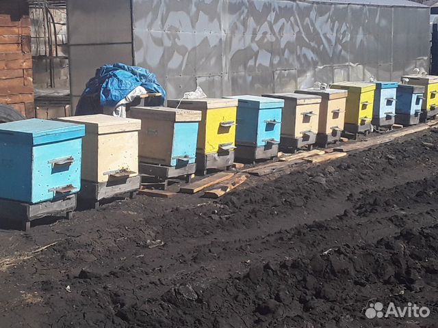 Продаются пчёлы, цена договорная купить на Зозу.ру - фотография № 1