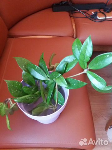 Хойя карноза