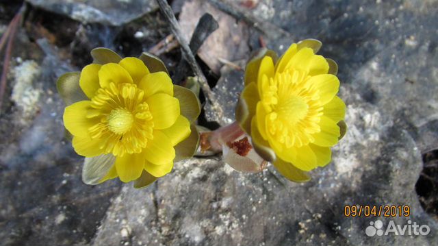 А Д О Н И С Ы