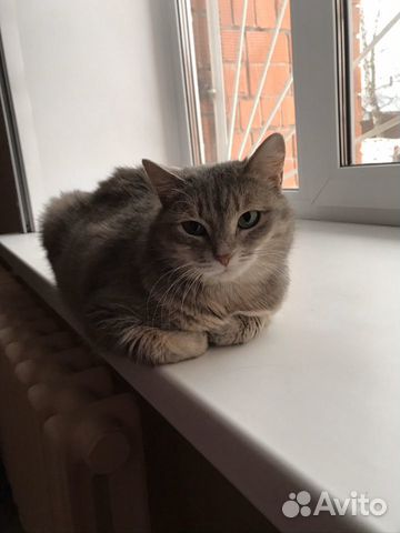 Миниатюрная кошечка