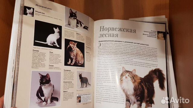 Энциклопедия кошки Энциклопедия кошки
