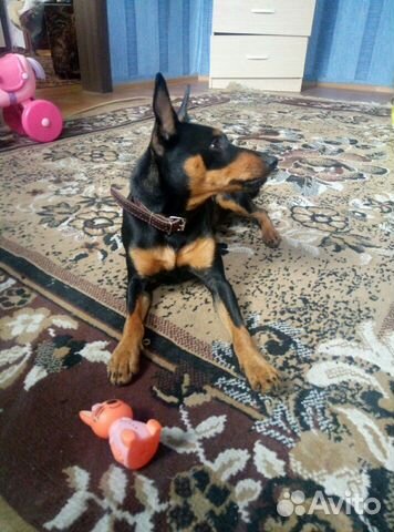 Вязка. Цвергпинчер