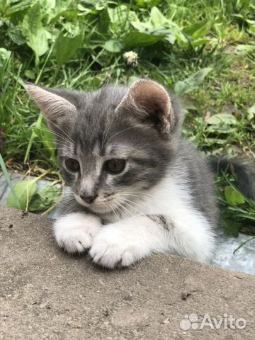 Кошка
