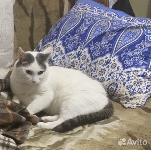 Кот