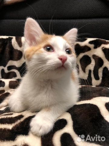 Котёнок ищет дом Котёнок ищет дом