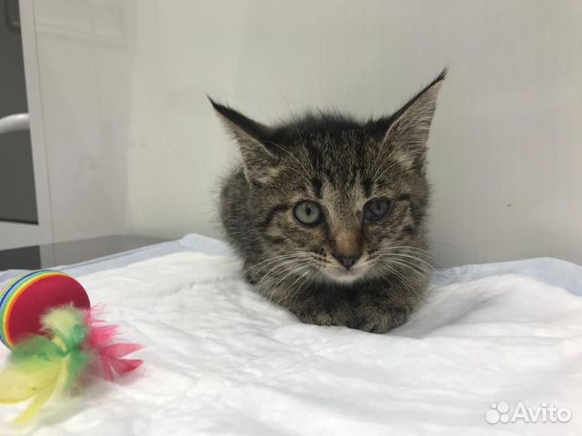 Кошечка 2 мес. Ищем хозяина Кошечка 2 мес. Ищем хозяина