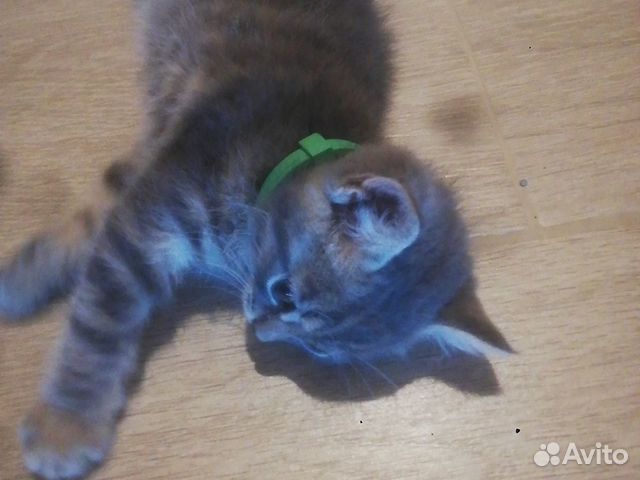 Кошка