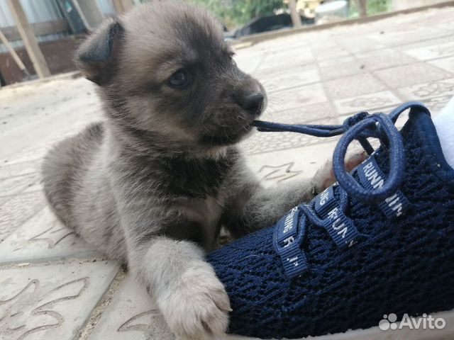 Сибирский хаски метис