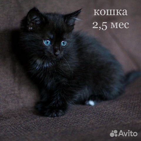 Котят в добрые руки Котят в добрые руки