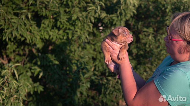 Американский Булли, молодой кобель 2 года
