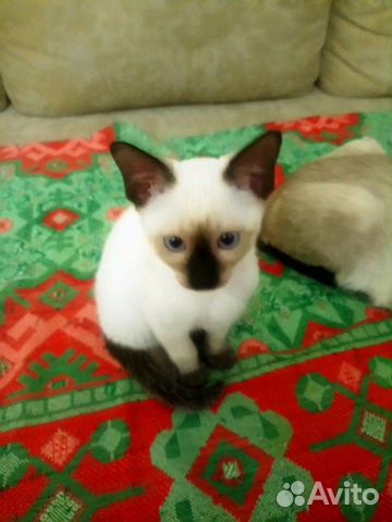 Сиамская кошечка Сиамская кошечка
