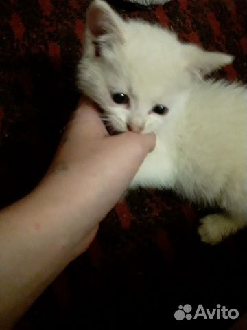 Котик в добрые руки