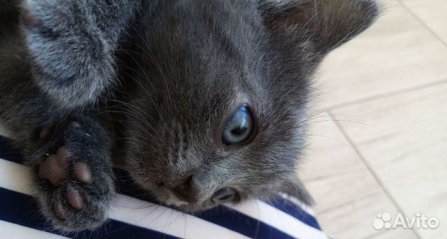 Раздам котят в хорошие руки.Котятам 2 месяца