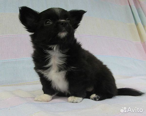 Чихуахуа Чихуахуа