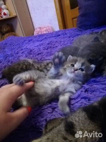 Малыши ищут дом