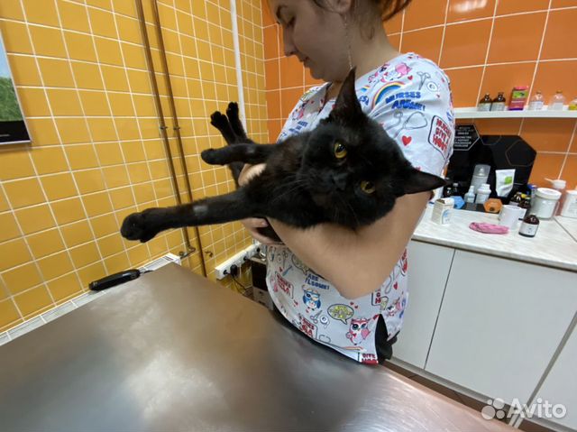 Кот британец Кот британец