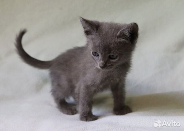 Очаровательный котёнок в дар Очаровательный котёнок в дар